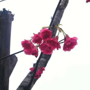 隱名