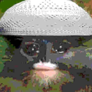 boodamans