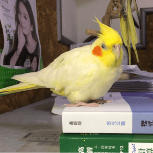 色狼小花