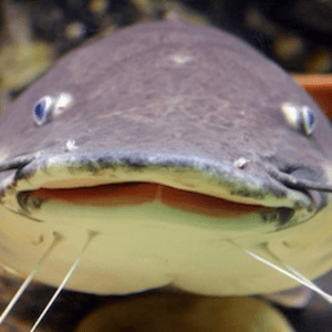 belIowfish