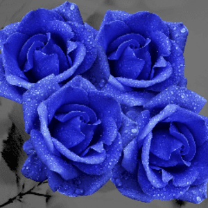 blueroses4u