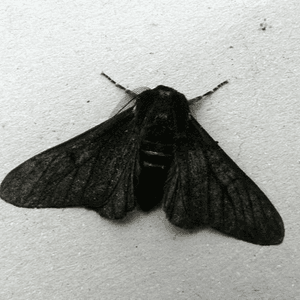 BWBlackmoth