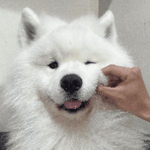 逼波埃傑克
