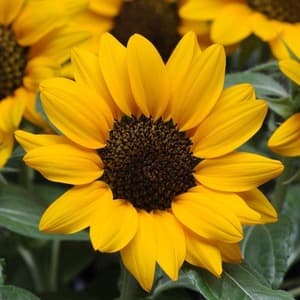 AspenSunflower