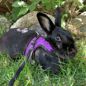 AugustBuns