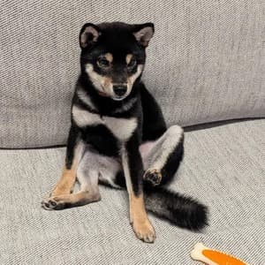 漆黒のぶたごん
