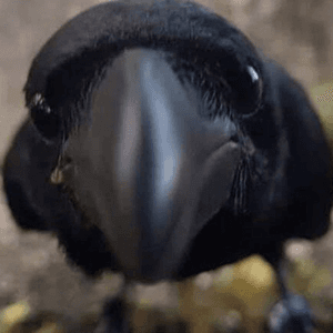 crow_tvvv