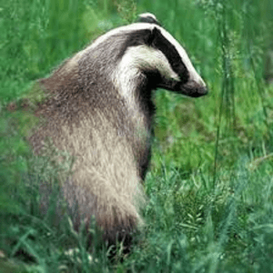 BadgerTMP