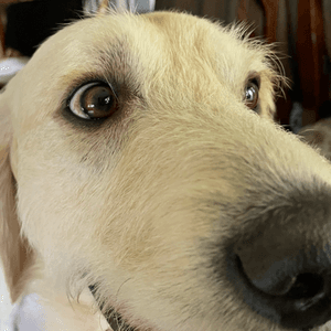 curveywurvey