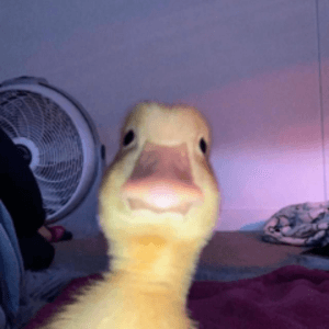 andreoqoop