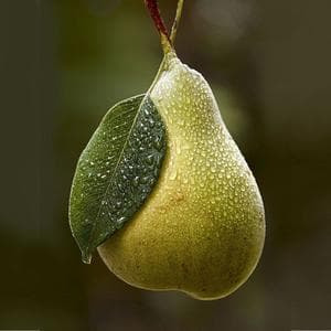 boostedpear