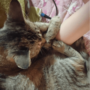 さな7