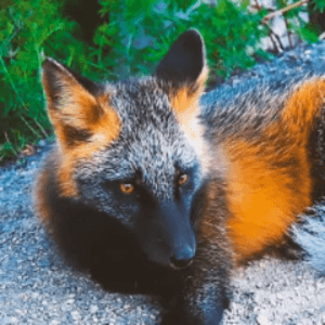 CerberusTwilightFox