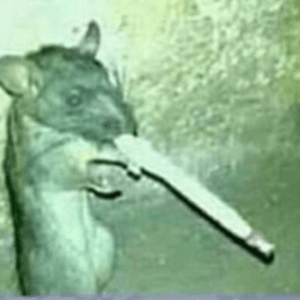 Daddy_Frogg