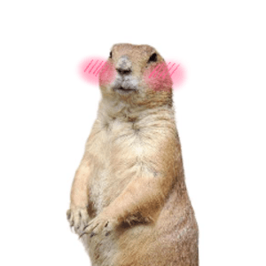 cynomysMaple
