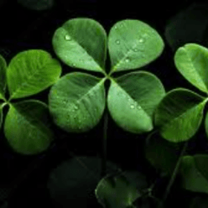 TheCloverBoyzz playing Just Chatting - Live Casino Stream