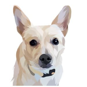 CopperFoxx15