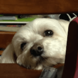チノノ