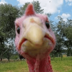 AFreakinTurkey