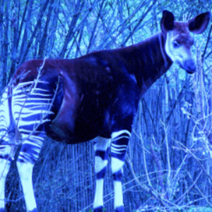 dablueokapi