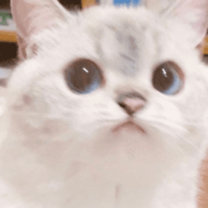 安石