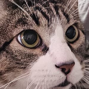 charlynatortv