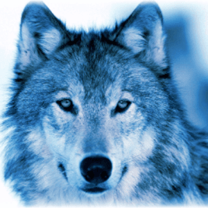 BlueSkyWolf09