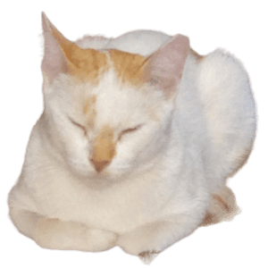 CatSurviv0r