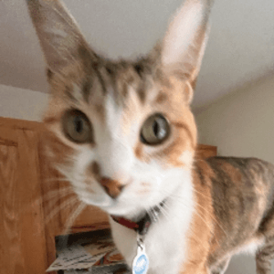 catnippp3