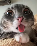 catsmeowop