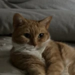 alexoxo