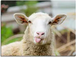 sheepsyou7