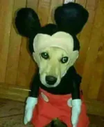 kirlok