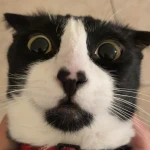 zuleta