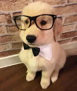 ucansinek1337