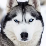 phantomhusky Offline Background