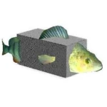 goldfishstream0
