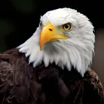 eagle335