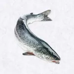 fiskerennn
