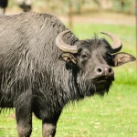 curvybuffalo