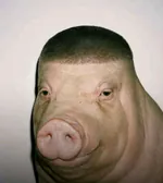 miguelpig
