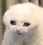 sadcatgamble