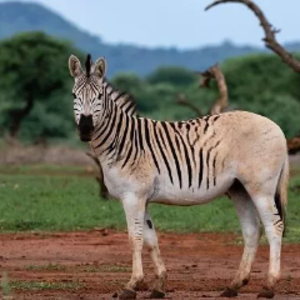 BigQuagga