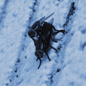 iodiopt
