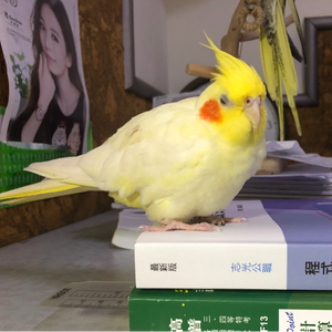色狼小花
