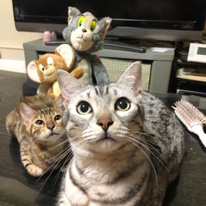 ちゃもな
