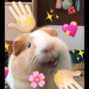 Y3NNIS