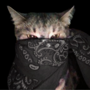 gotyacat