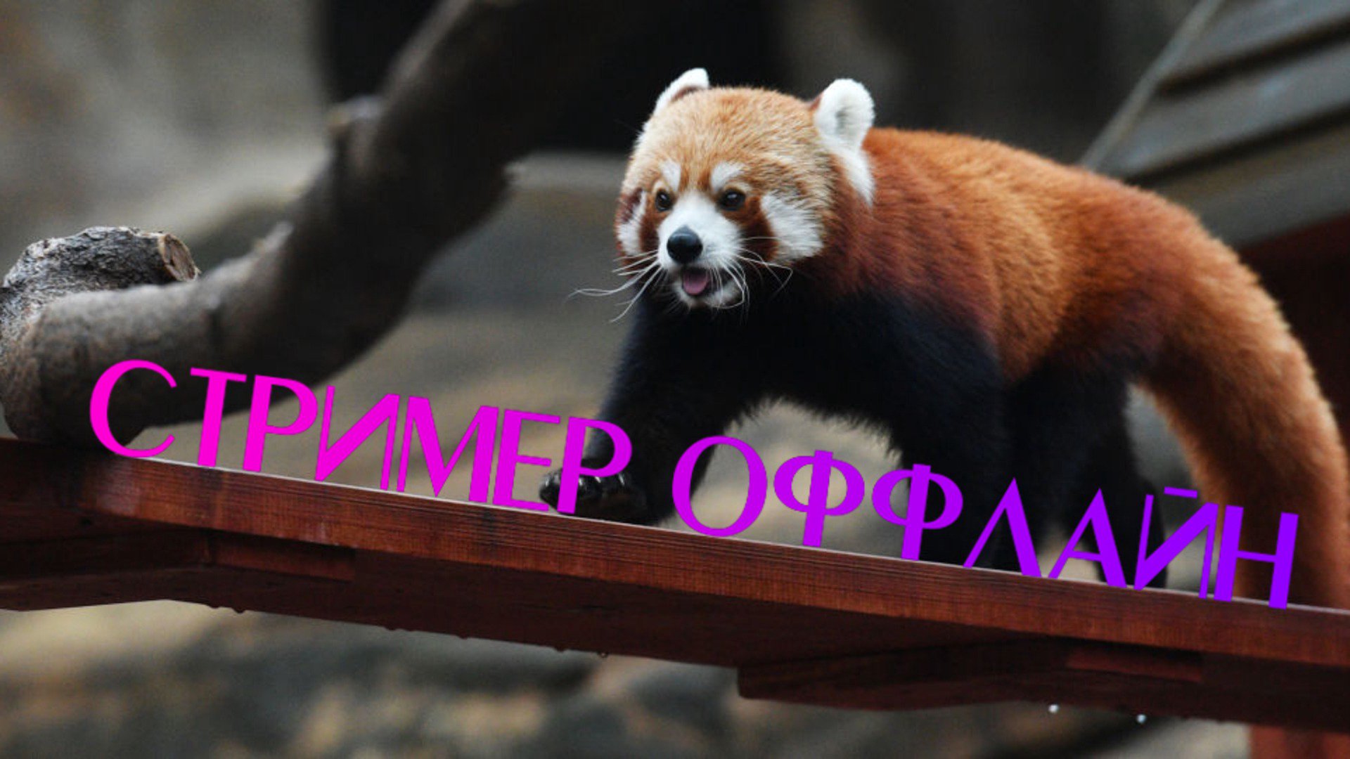 redpanda1209 Offline Background