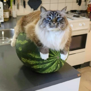 DrogaEaGabs